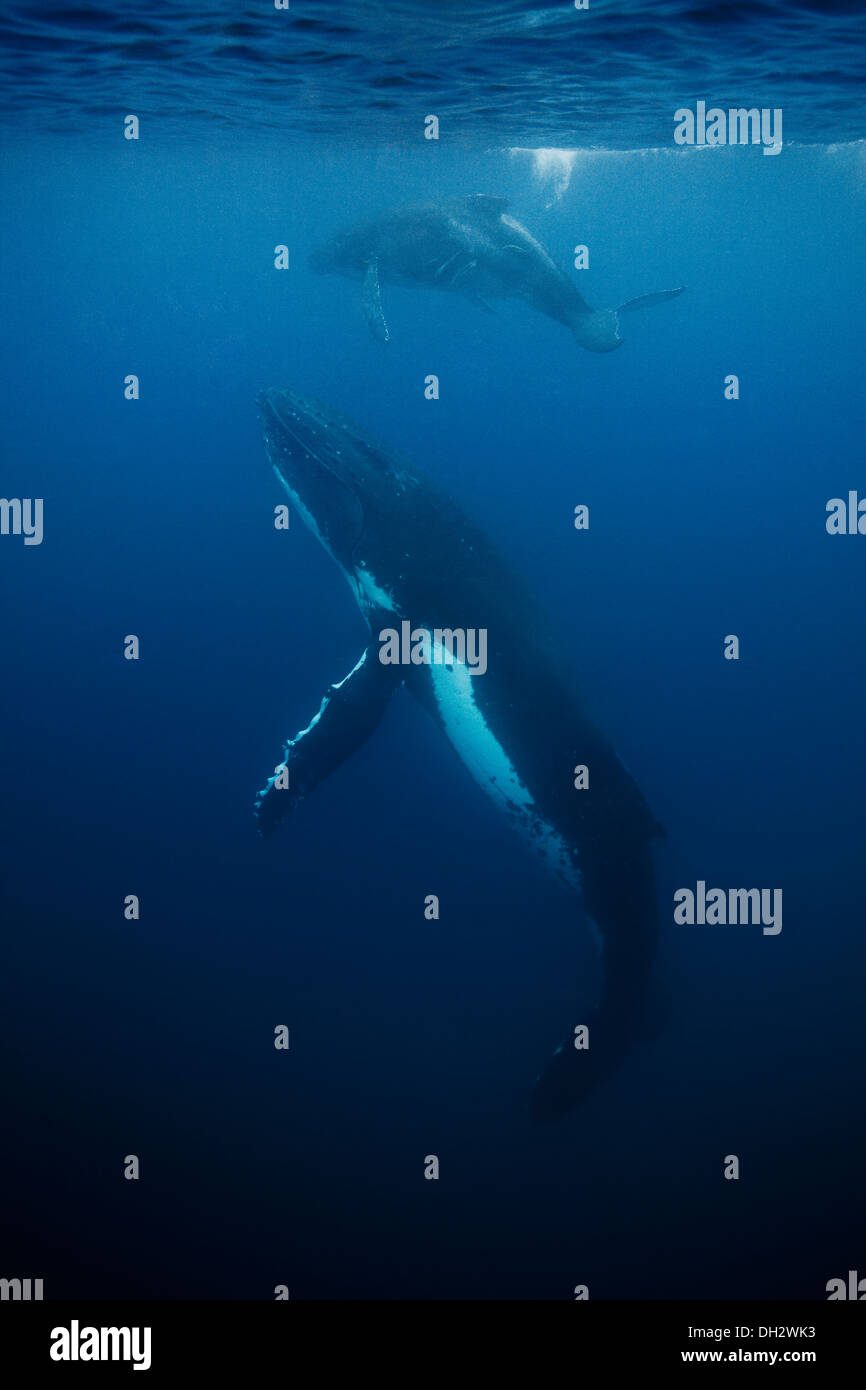 Whale closeup hi-res stock photography and images - Alamy