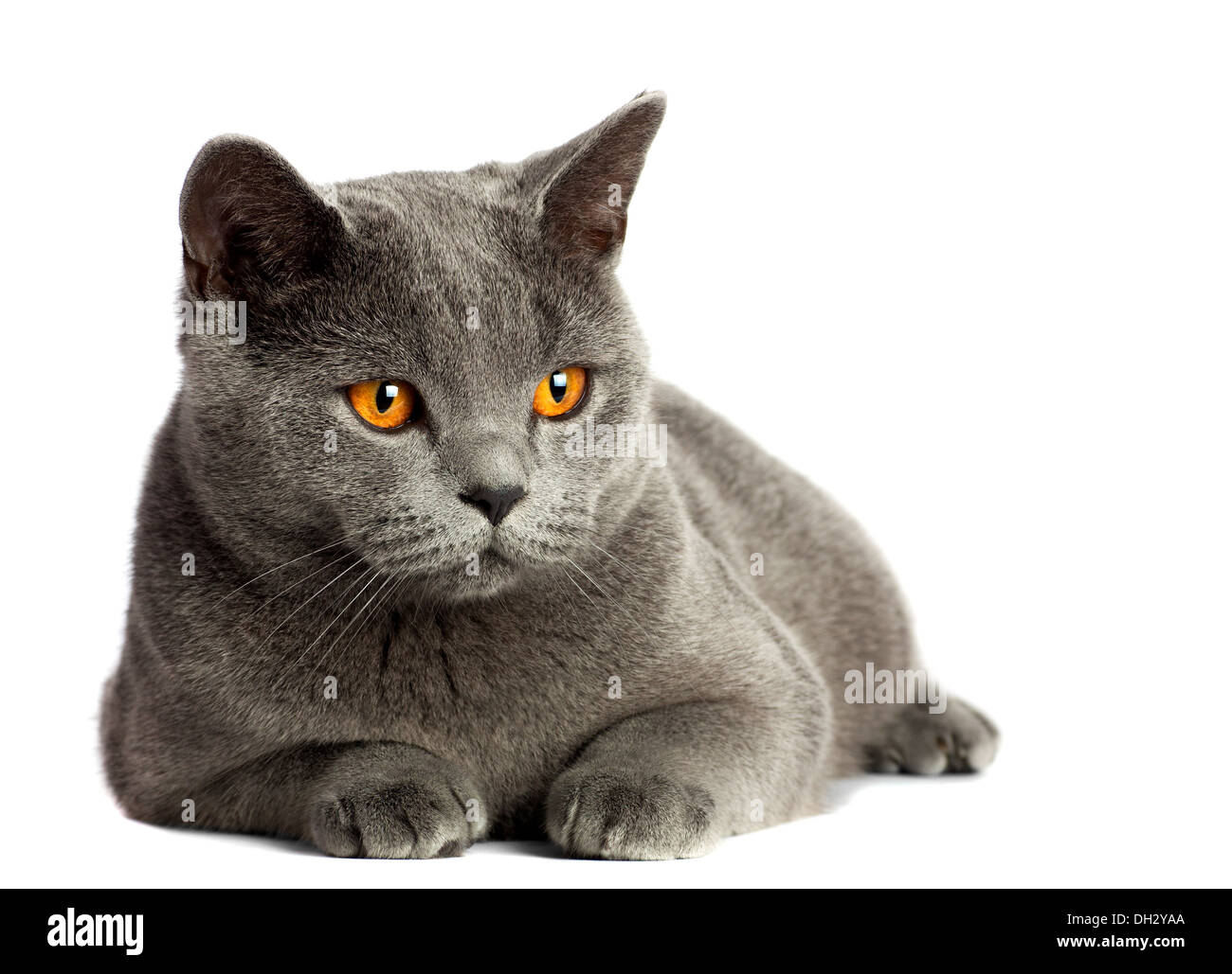 Beautiful Domestic Gray Or Blue British Short Hair Cat With Yellow