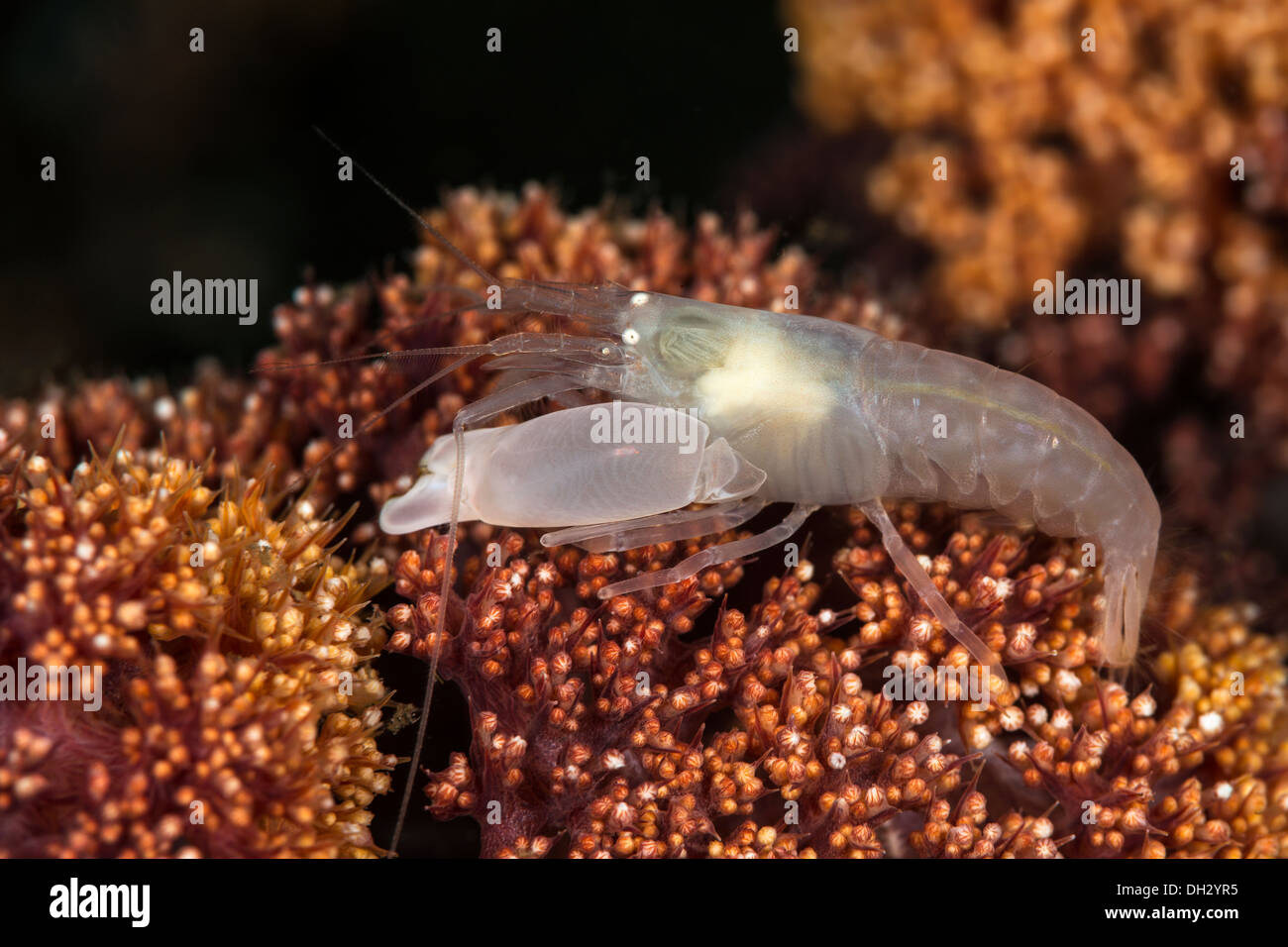 White Snapping Shrimp, Synalpheus sp., Lembeh Strait, North Sulawesi, Indonesia Stock Photo