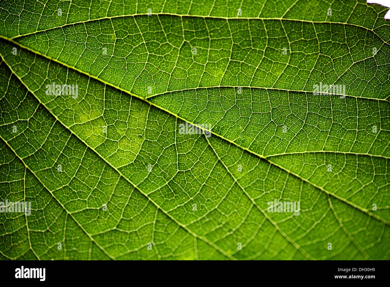 Leaf veins close shot hi-res stock photography and images - Alamy