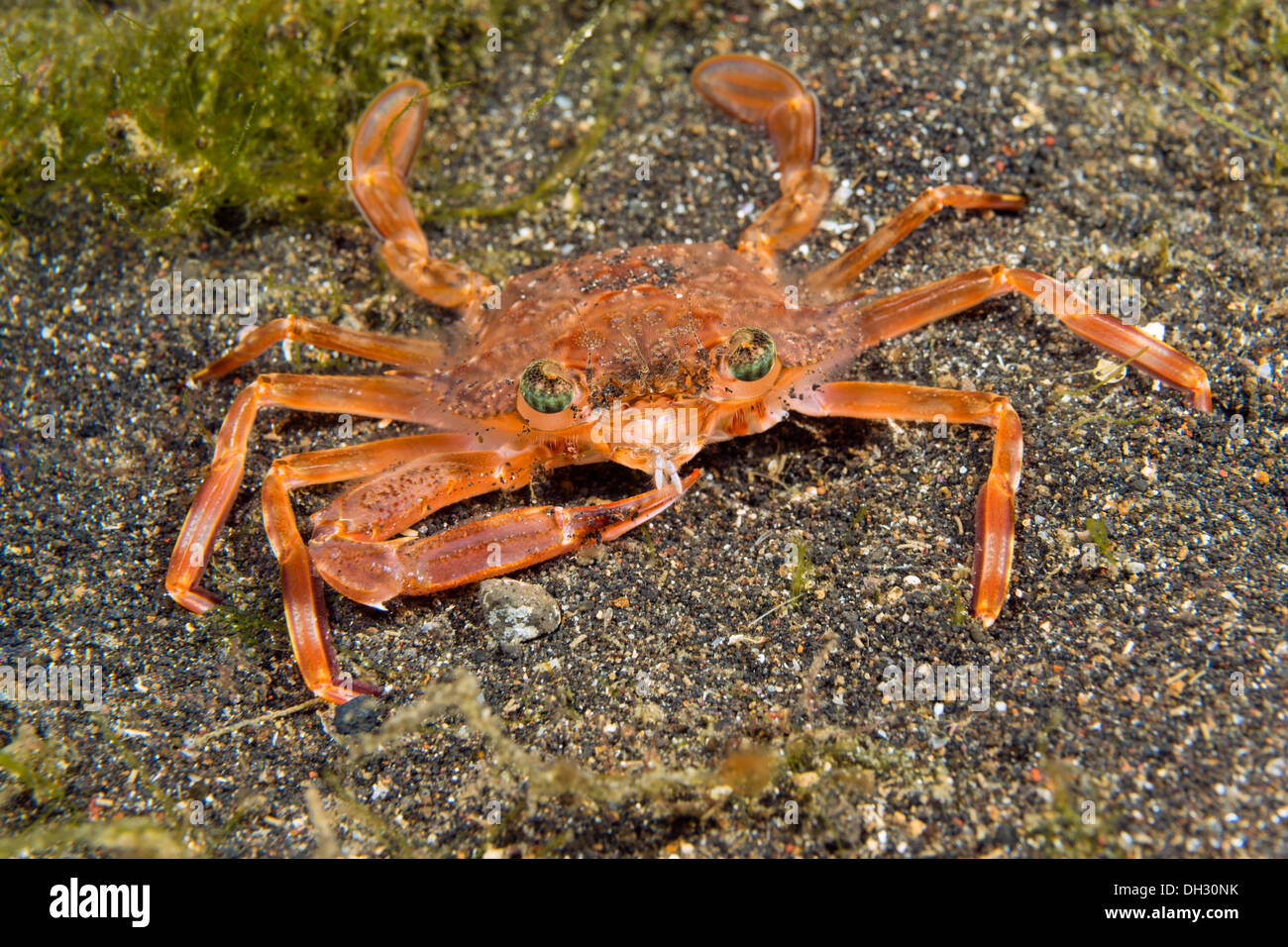 Swimming Crab, Thalamita sp., Lembeh Strait, North Sulawesi, Indonesia Stock Photo