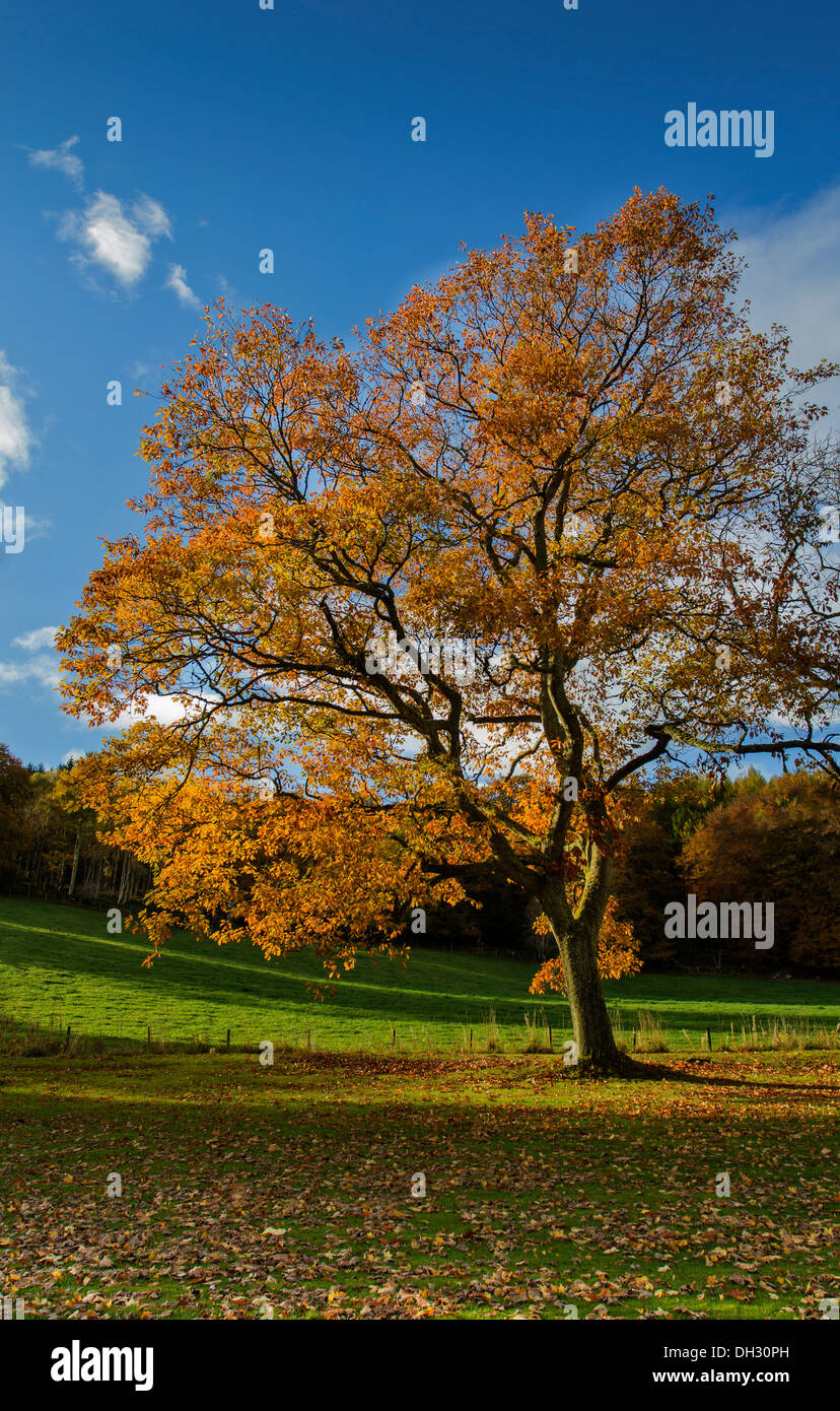 AUTUMNAL SWEET CHESTNUT [Castanea sativa]  TREE WITH GOLDEN LEAVES AND A BLUE SKY Stock Photo