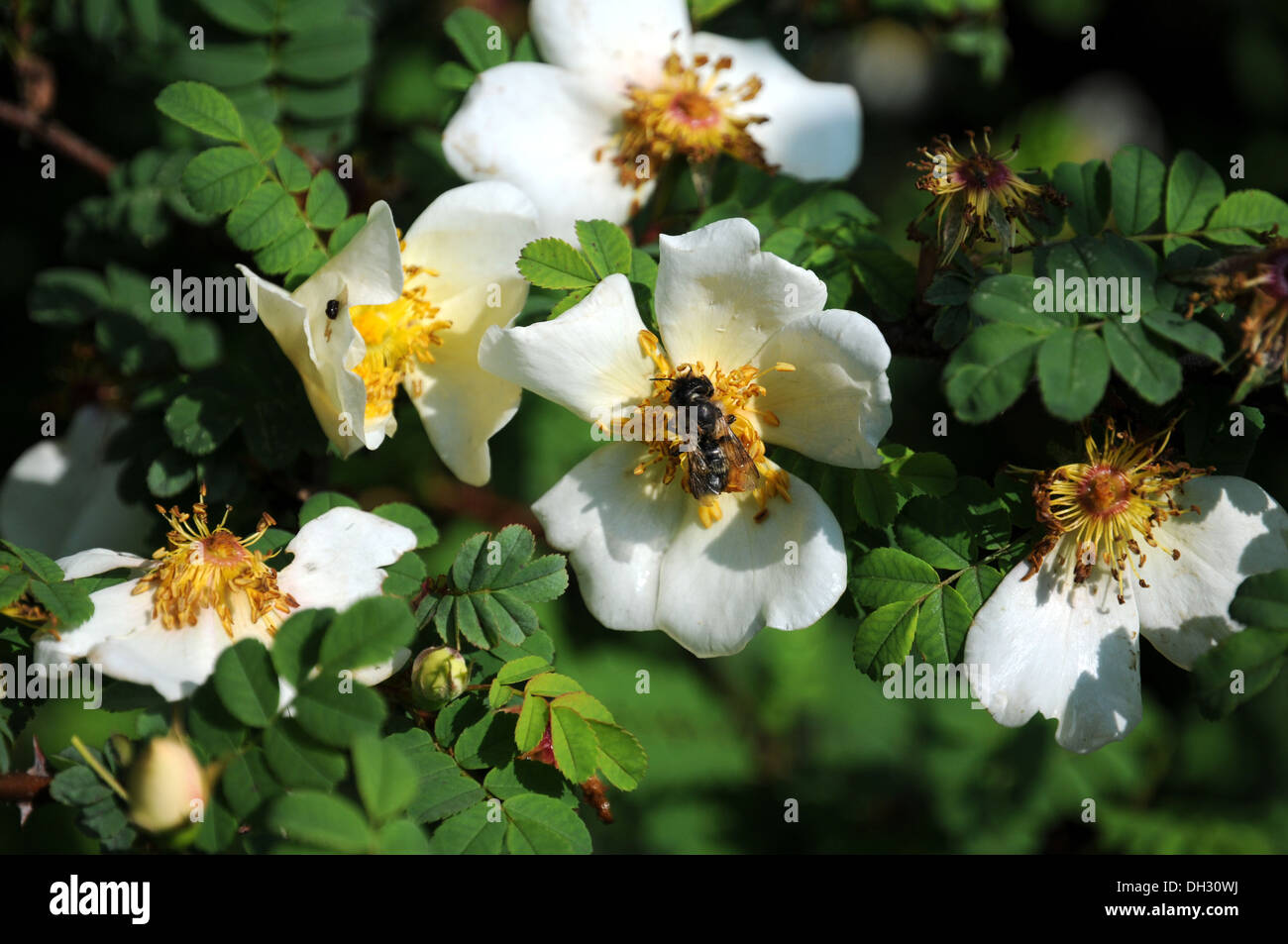 Rosa omeiensis Stock Photo