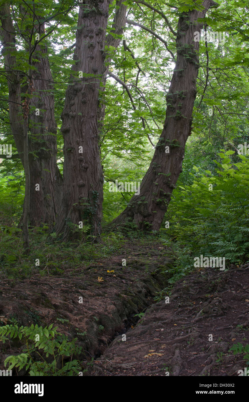 Dark woodland with green light filtering through from behind Stock Photo