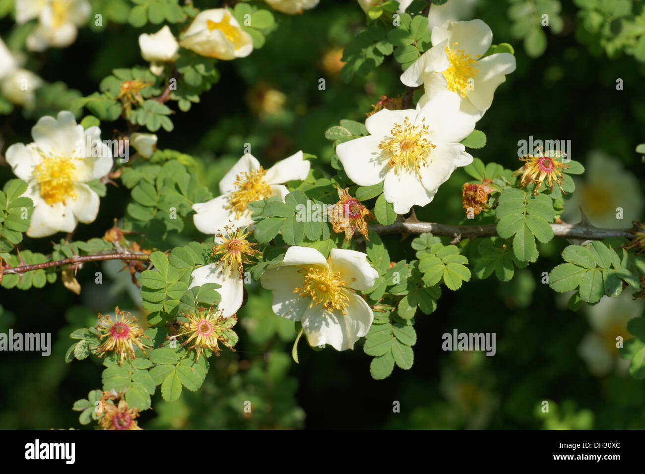 Rosa omeiensis Stock Photo