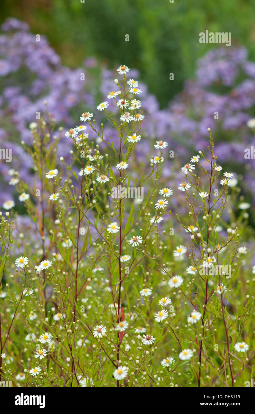 Delicate white daisies with pale green foliage in front of mauve Asters in late summer Stock Photo
