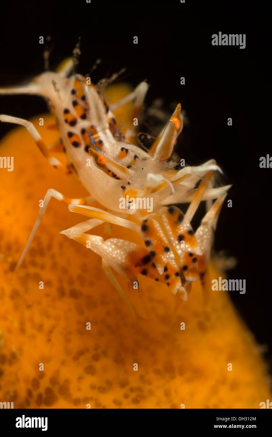 Tiger Shrimp, Phyllognathia ceratophthalma, Lembeh Strait, North ...