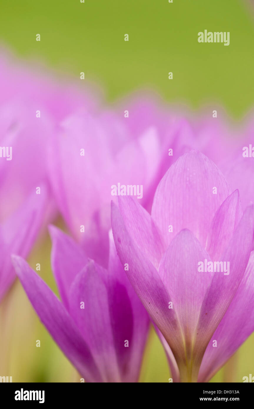 Close up of the flowers of Colchicum sp, Autumn Crocuses, in early autumn in an English garden. Stock Photo