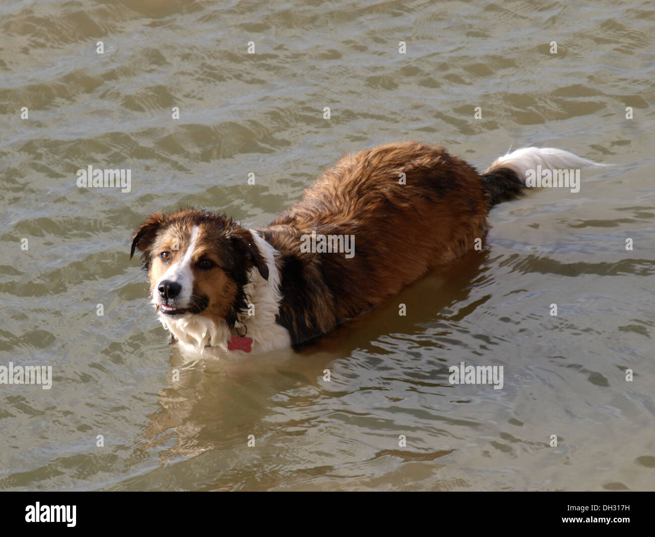 Dog standing in water, UK Stock Photo
