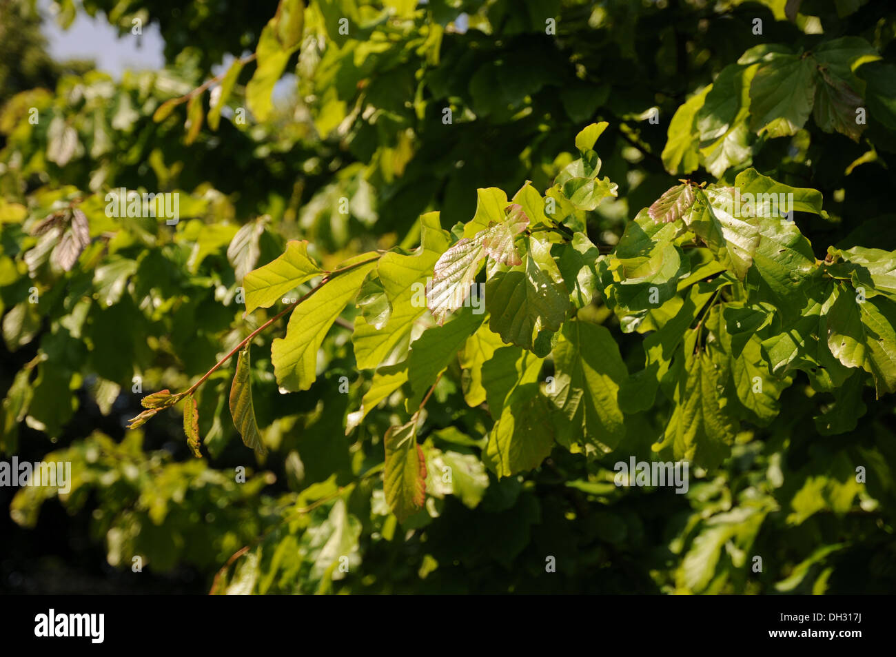 Ironwood Trees High Resolution Stock Photography and Images Alamy