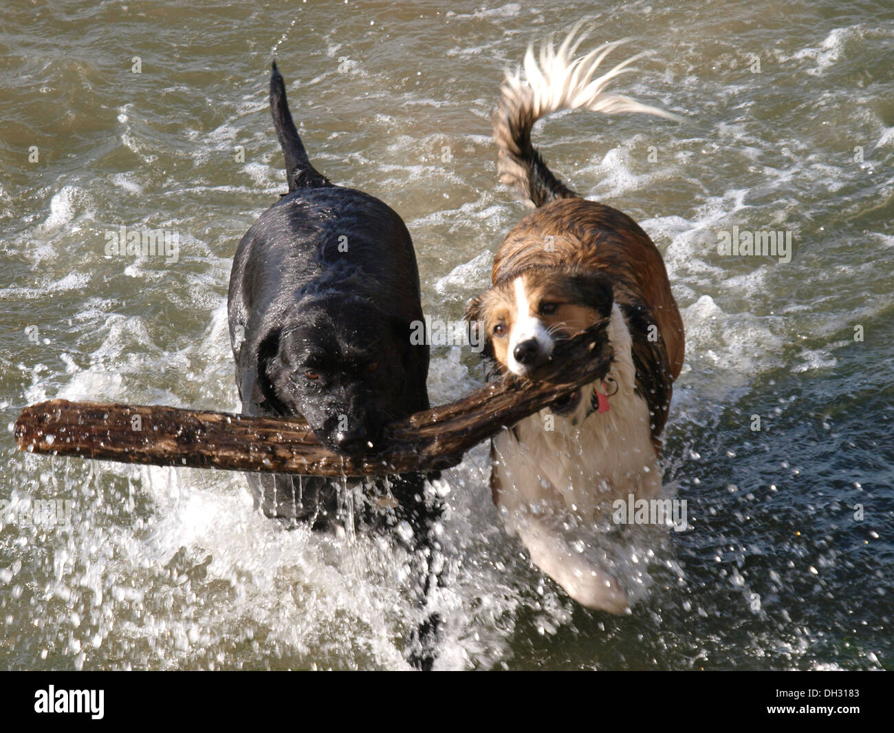 Two dogs bring a large stick out of water together, UK Stock Photo