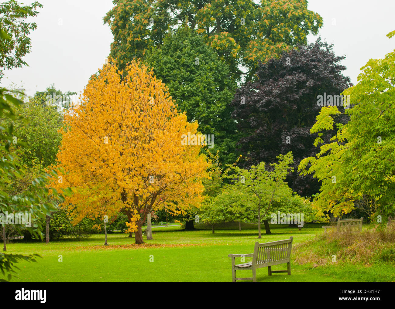 Early autumn trees with yellow; copper and green in a tranquil parkland with a bench Stock Photo