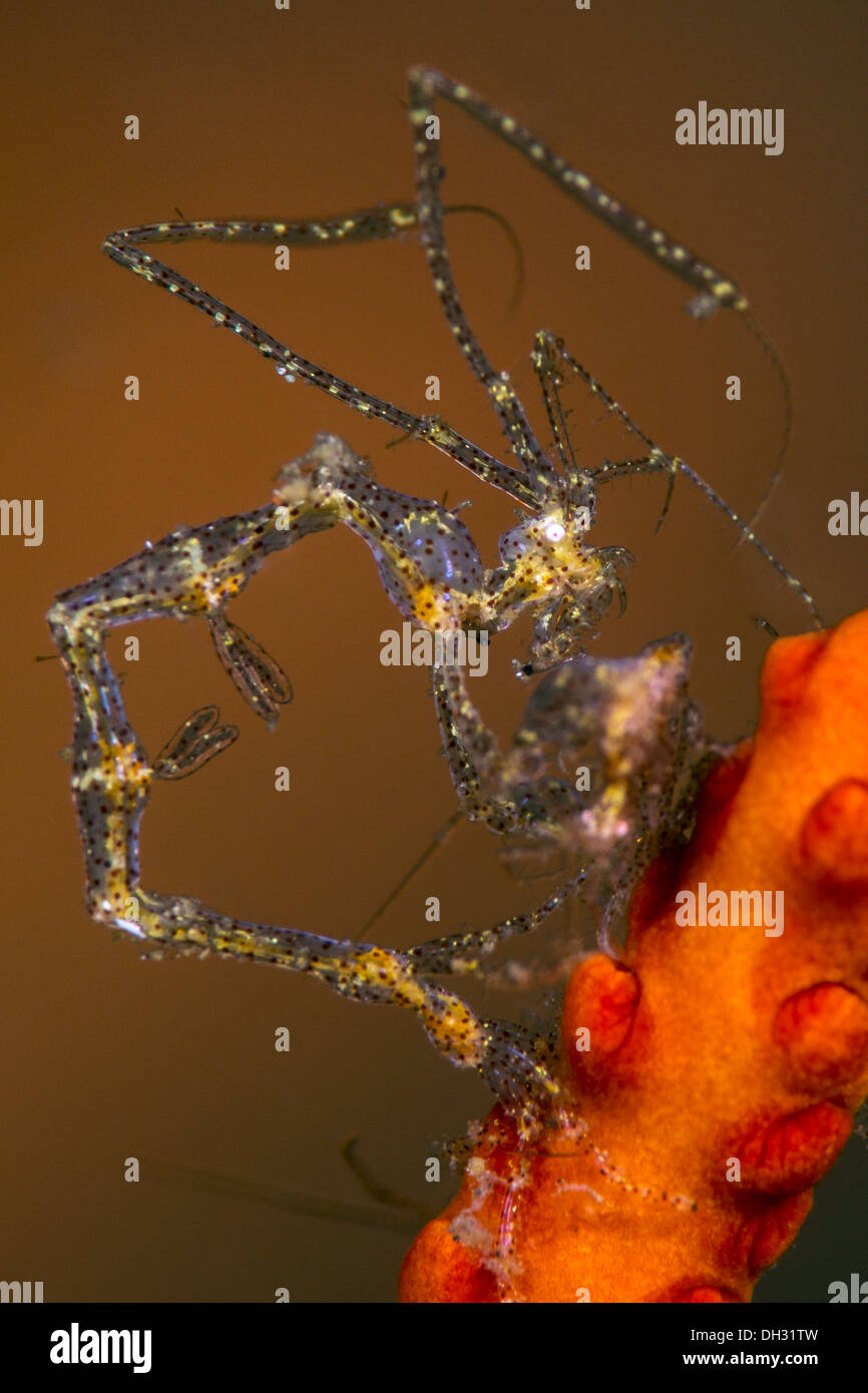 Skeleton Shrimp, Caprella sp., Lembeh Strait, North Sulawesi, Indonesia ...