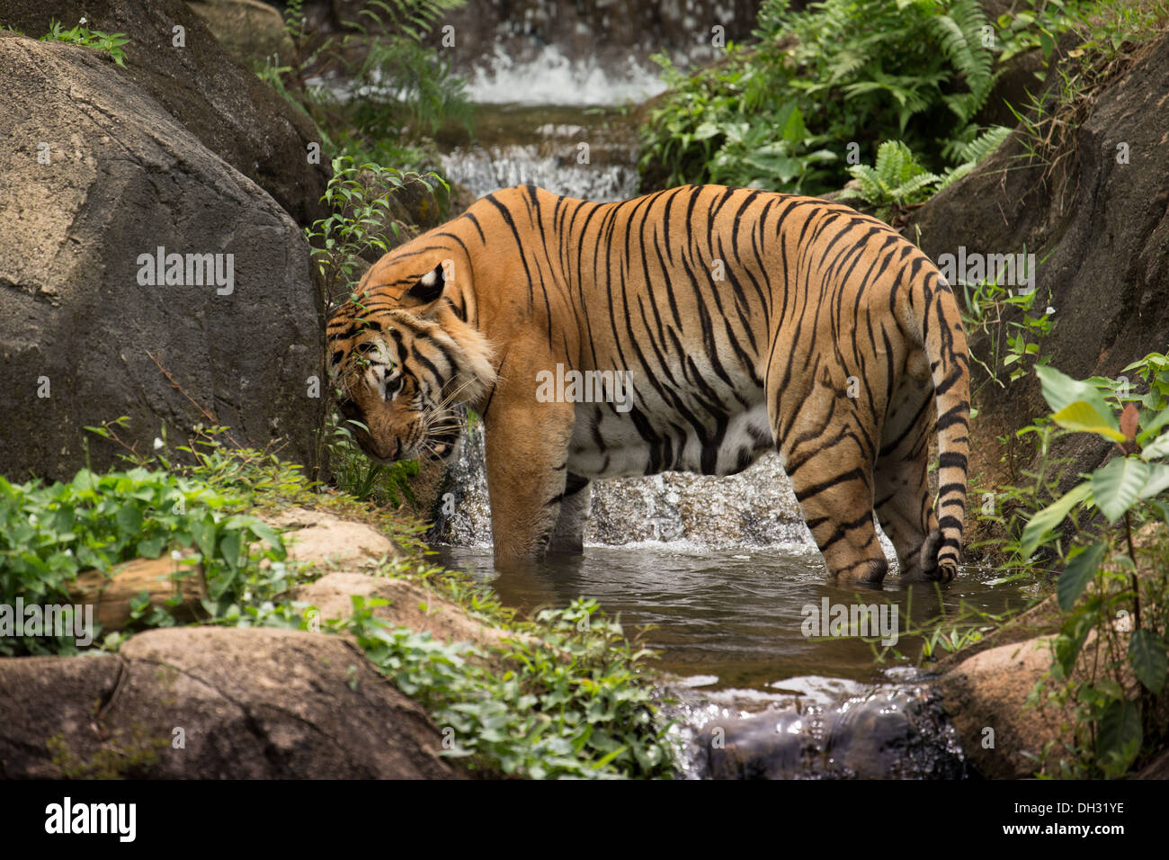 Malayan tiger hi-res stock photography and images - Alamy