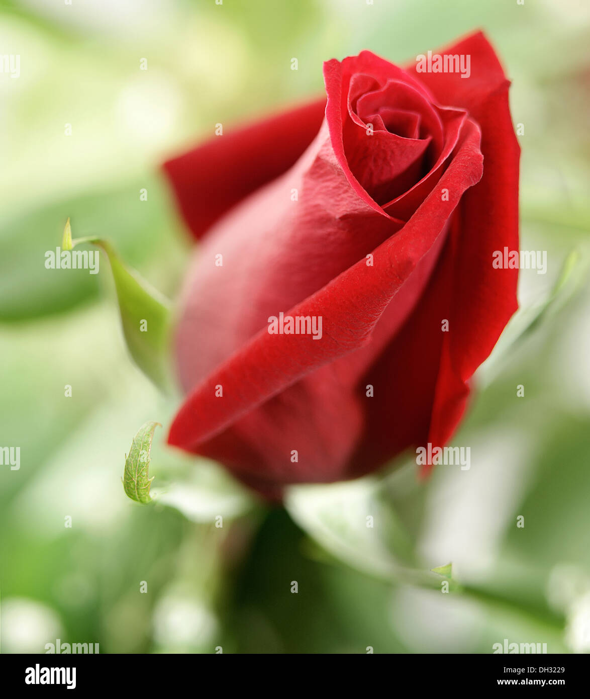 Royal William Red Rose close up of bud beginning to open Stock Photo ...