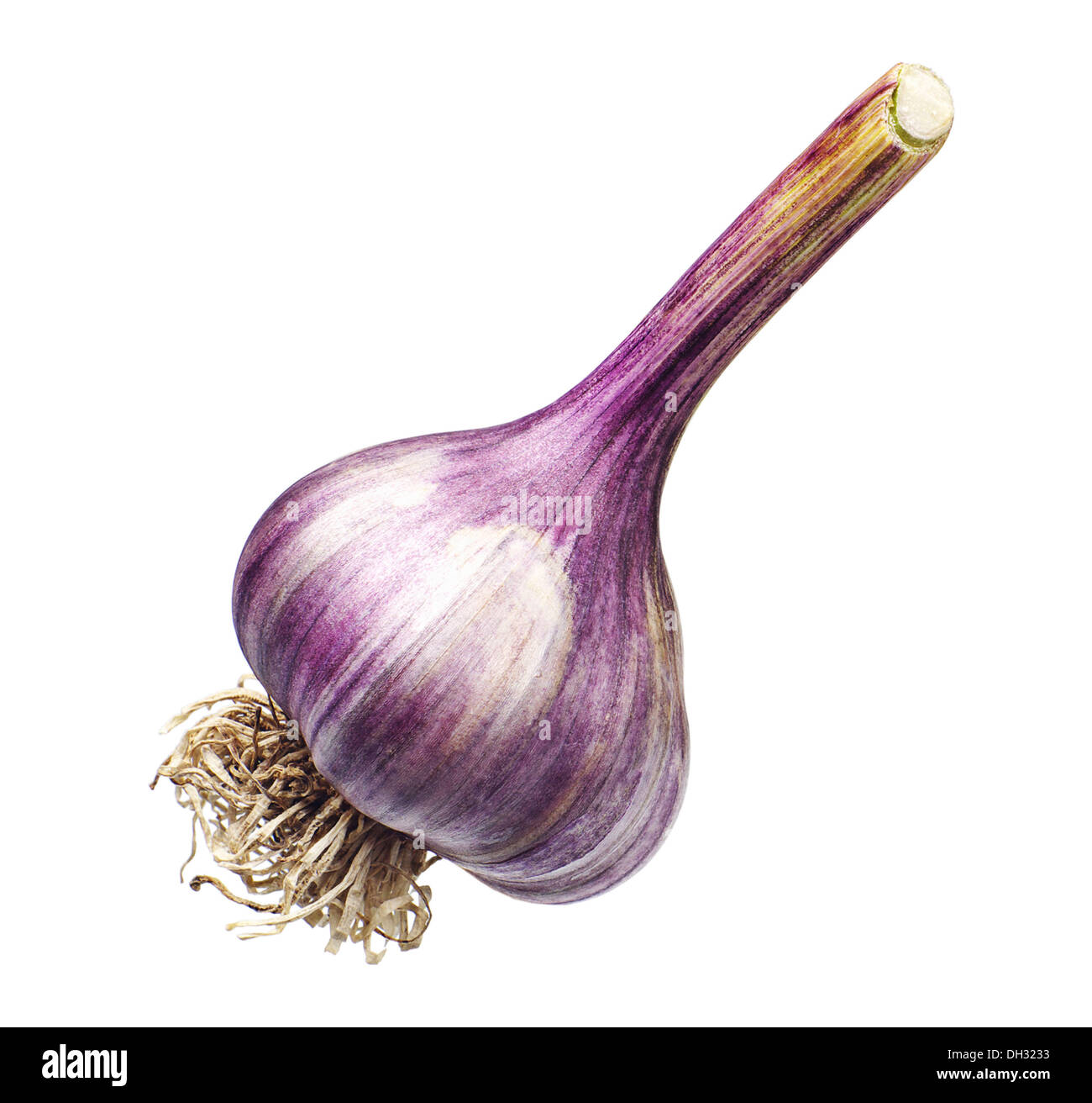 Fresh garlic with roots isolated on white Stock Photo Alamy