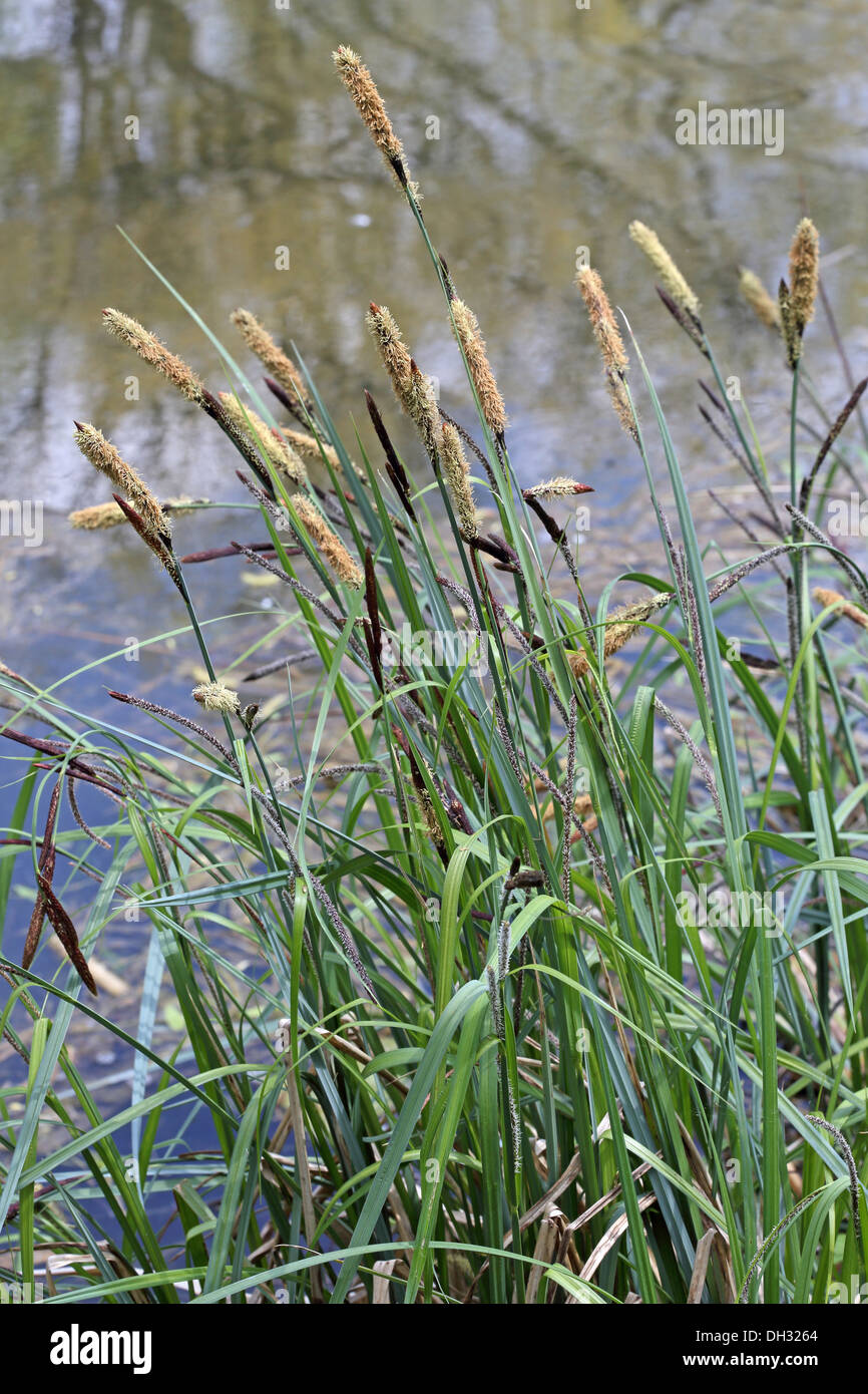 Carex acutiformis, Lesser Pond Sedge Stock Photo