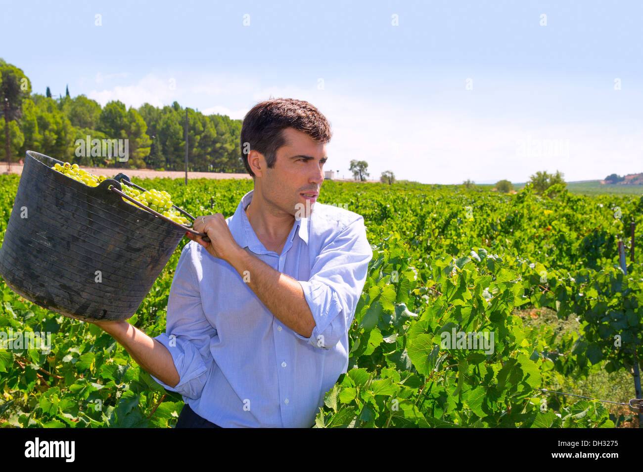 chardonnay harvesting with harvester farmer winemaker in Mediterranean Stock Photo