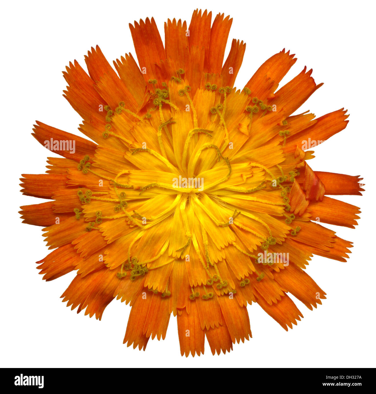 large Orange Hawkweed blossom Stock Photo Alamy