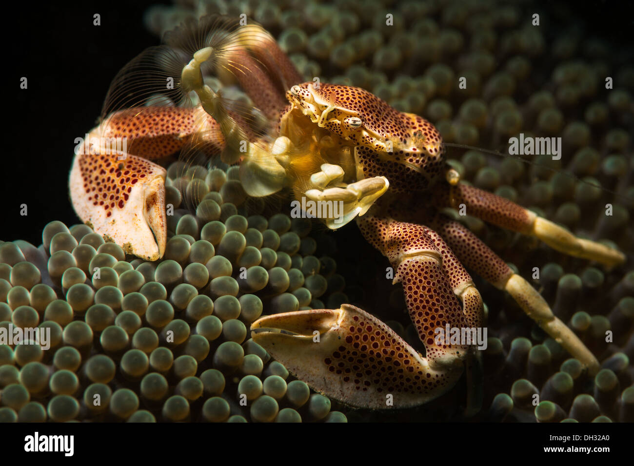 Porcelain Crab in Carpet Sea Anemone, Neopetrolisthes oshimai, Lembeh Strait, North Sulawesi, Indonesia Stock Photo