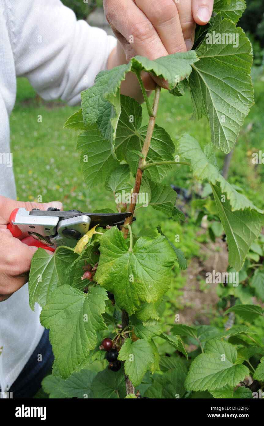 Ribes nigrum cutting Stock Photo