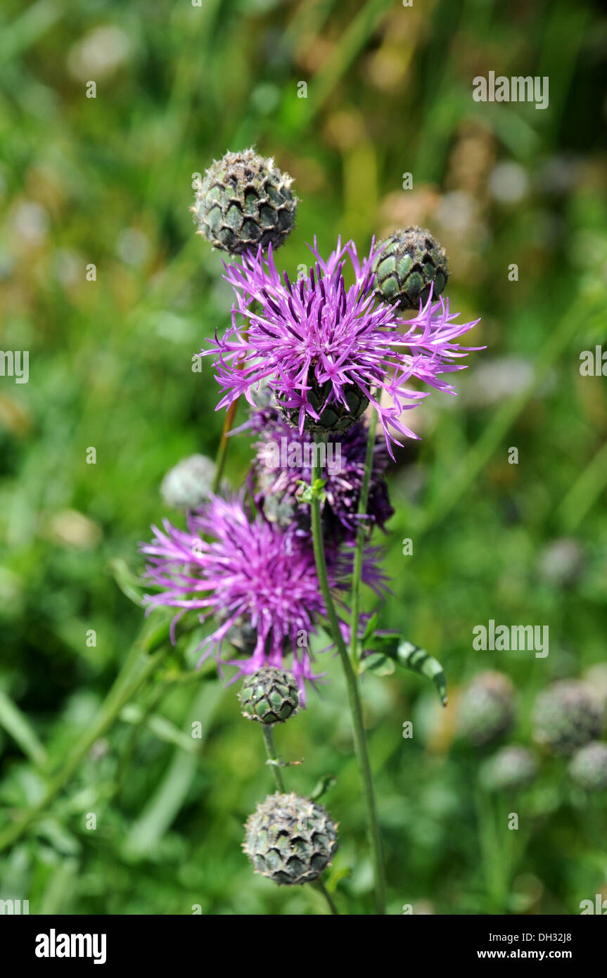 Spotted Knapweed Stock Photo