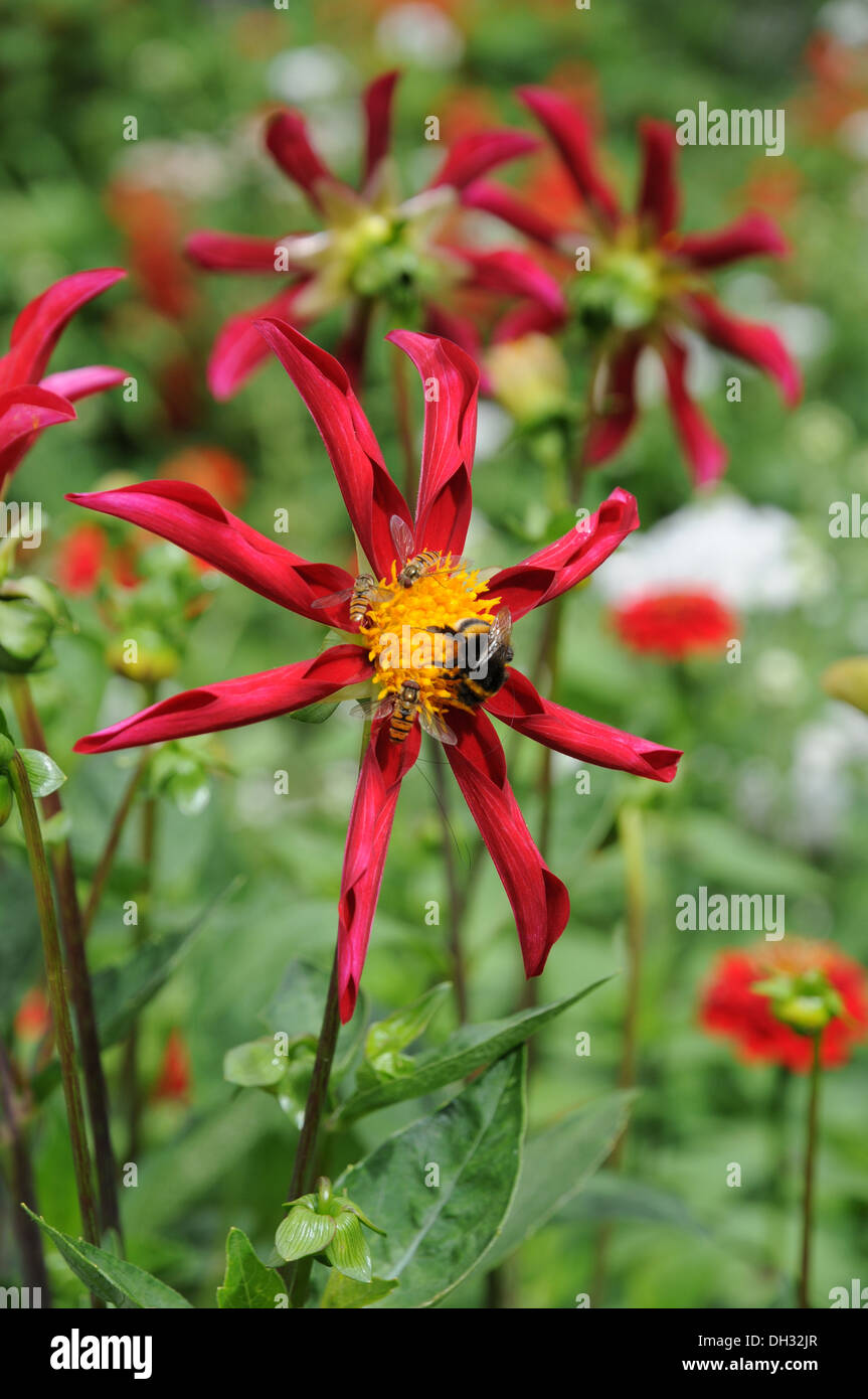 Insects in nature hi-res stock photography and images - Alamy