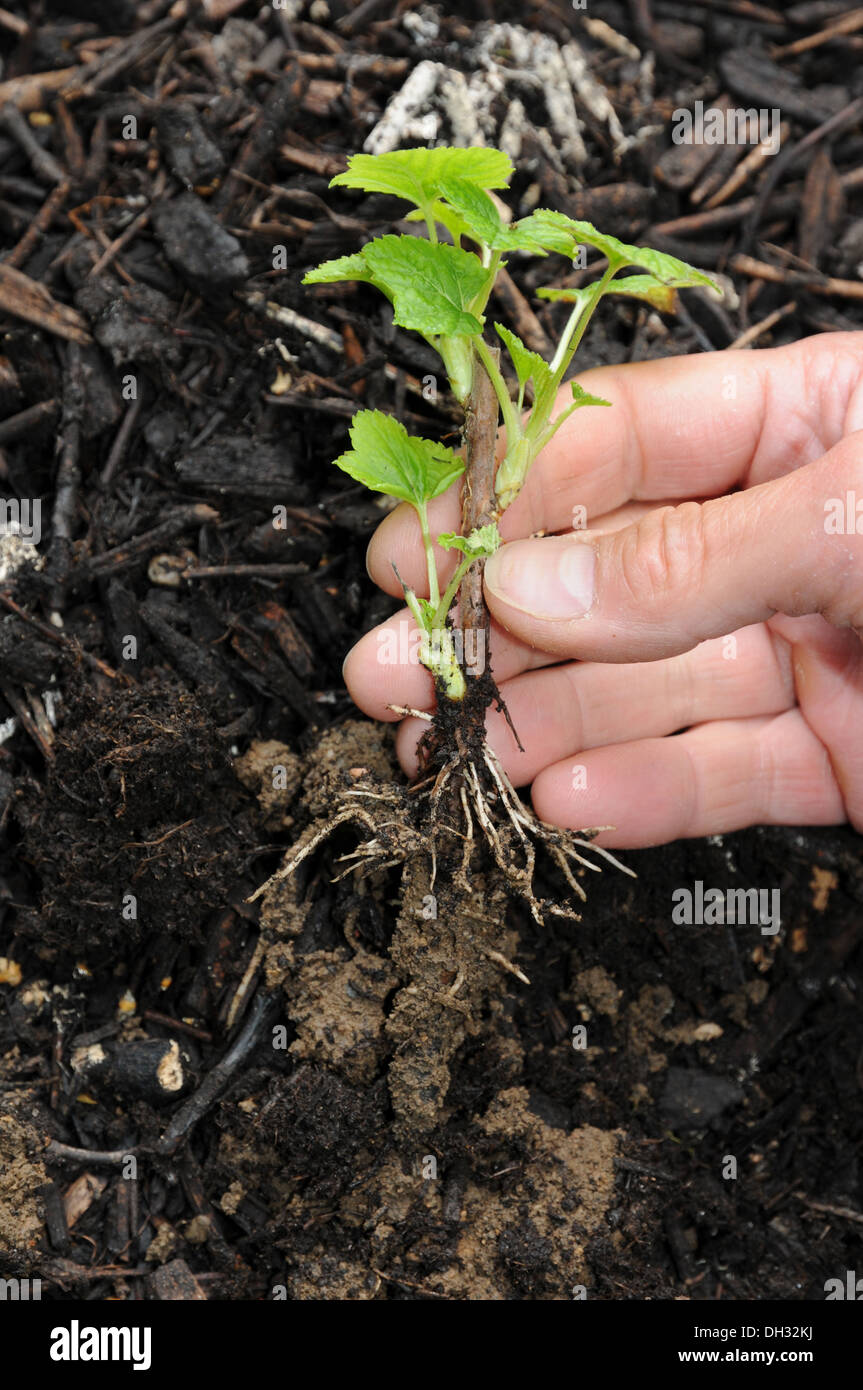 Cutting with fresh roots Stock Photo