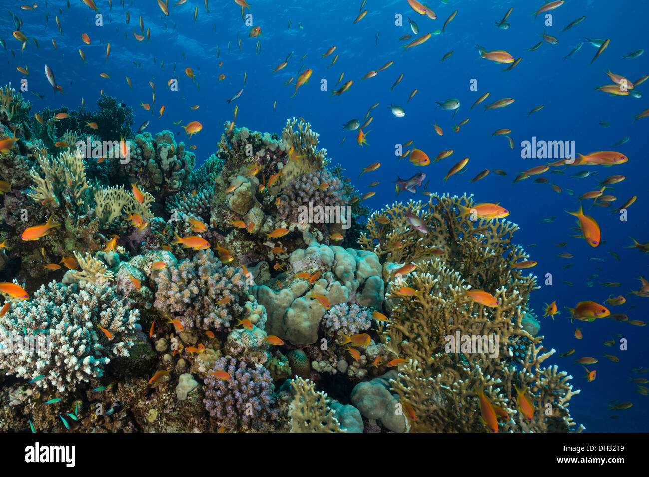 Marsa Shagra Riff Coral Reef with Anthias, Marsa Shagra, Red Sea, Egypt Stock Photo - Alamy