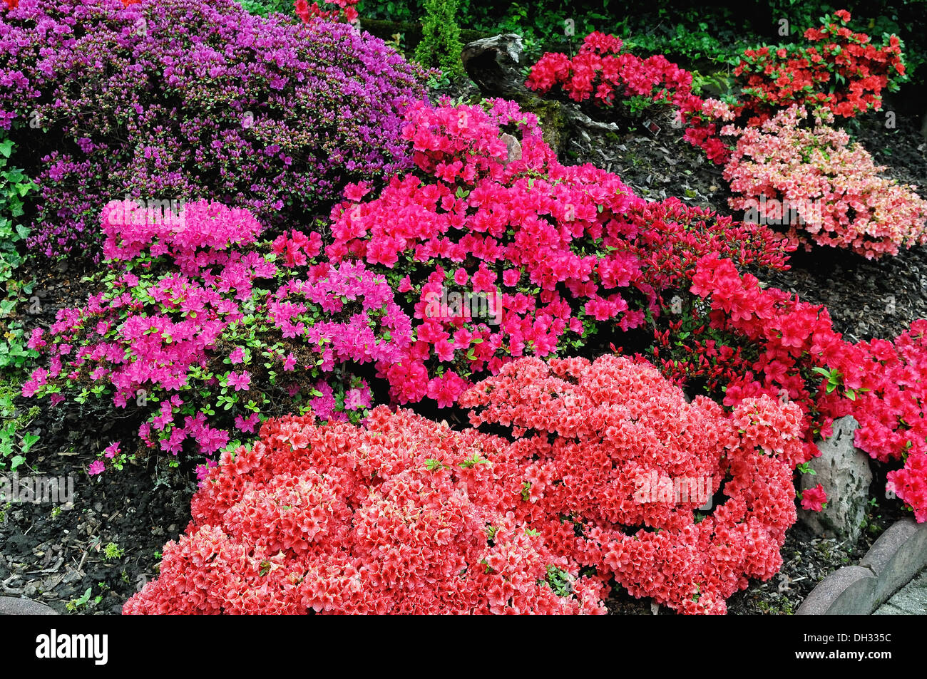 Garden with rhododendron Stock Photo