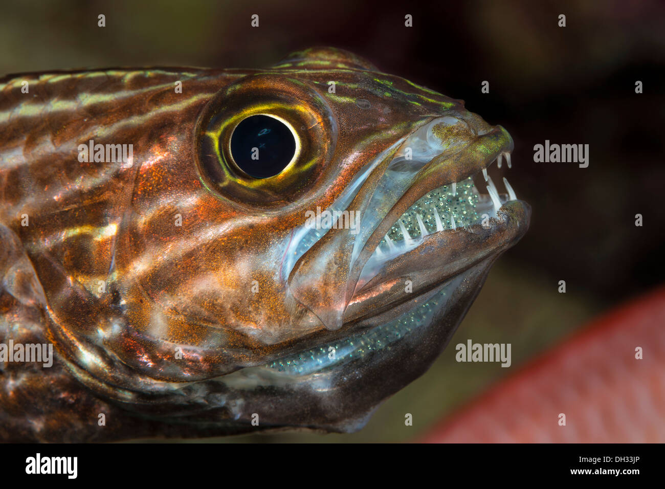 Largetoothed Cardinalfish with Eggs in Mouth, Cheilodipterus macrodon, Marsa Shagra, Red Sea