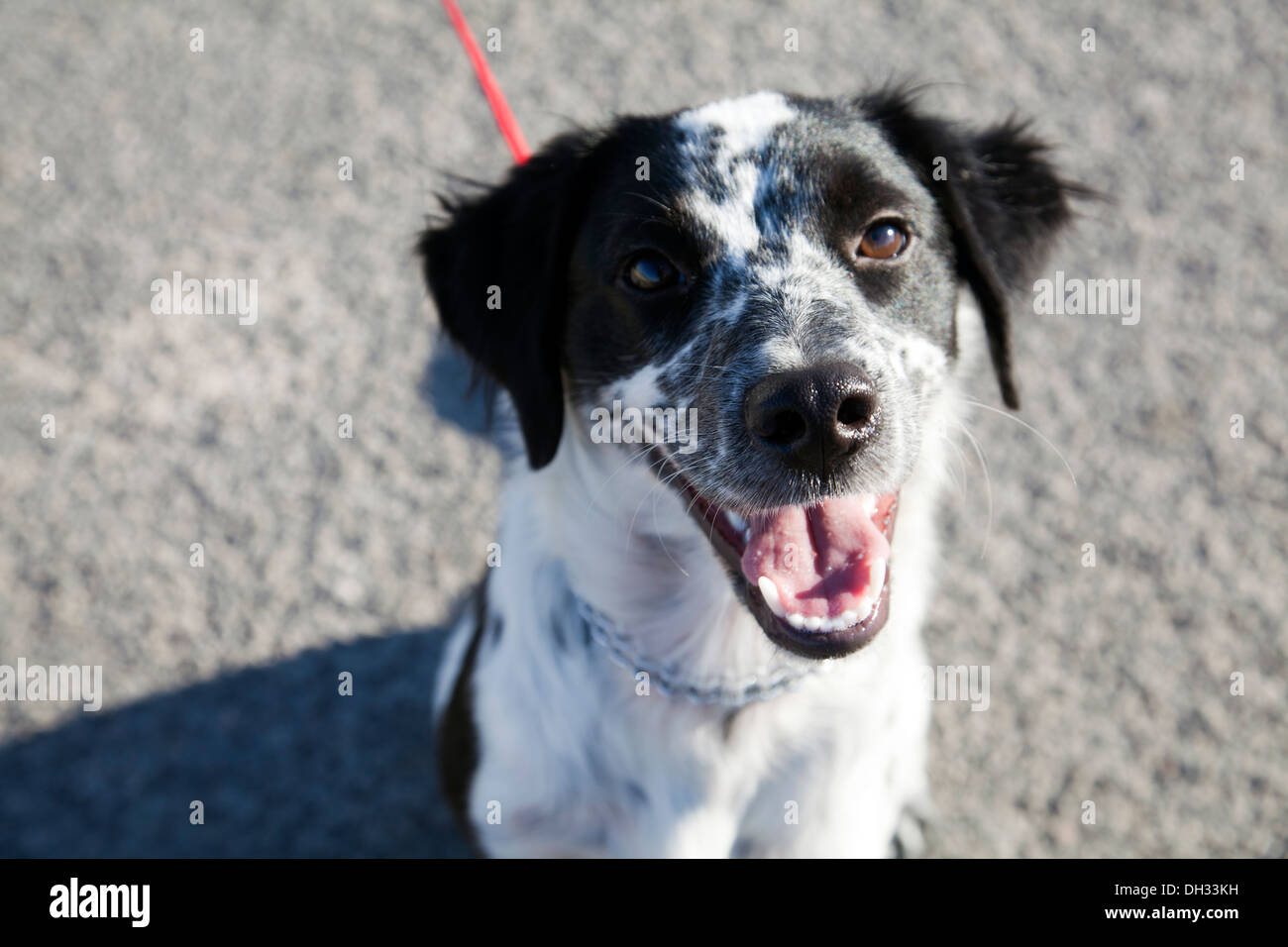 Smiling Young Dog on Leash Stock Photo