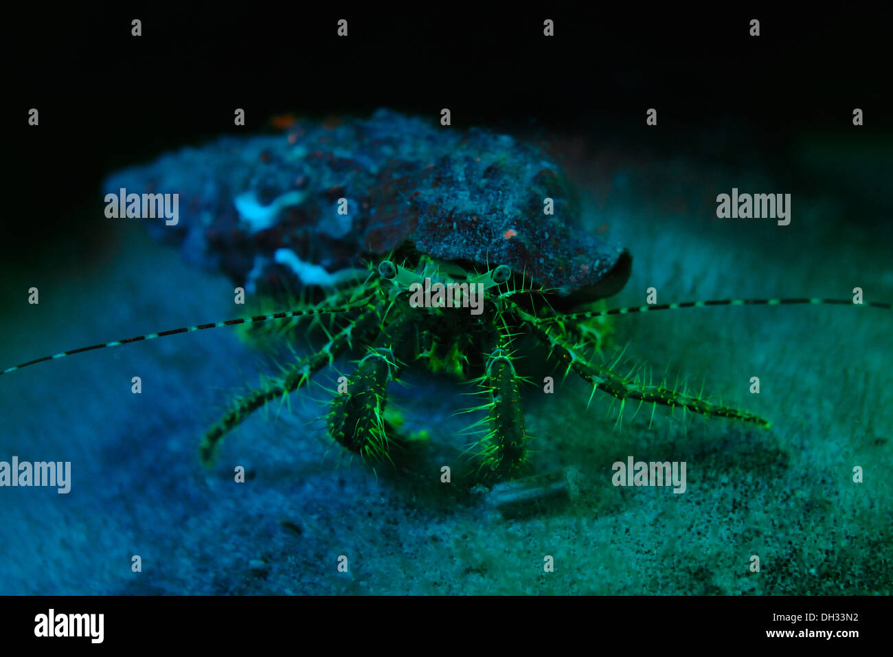 Fluorescent Hermit Crab, Pagurus anachoretus, Piran, Istria, Slovenia Stock Photo