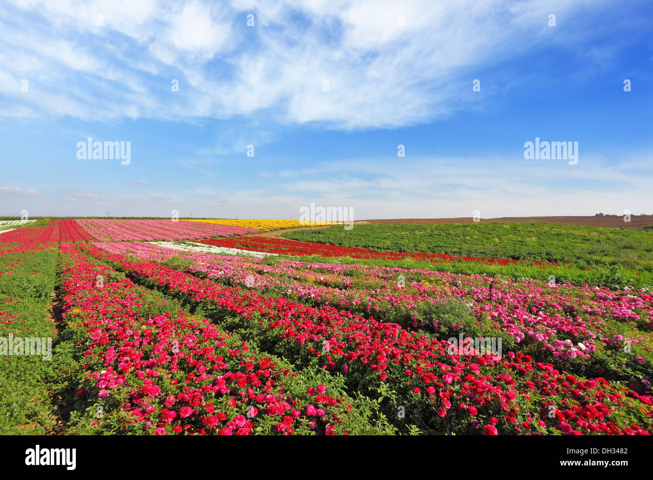 Vast fields of red flowers Ranunculus Stock Photo
