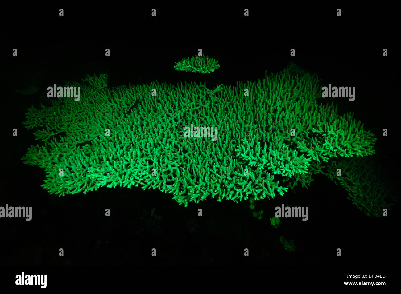 Fluorescent Table Coral, Acropora sp., Pantar, Alor Archipelago, Lesser Sunda Islands, Indonesia Stock Photo