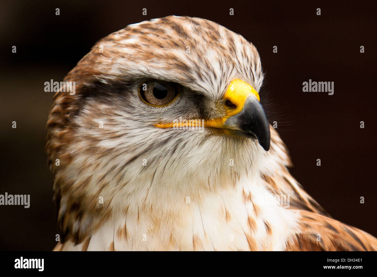 Ferruginous Hawk (Buteo regalis) Stock Photo