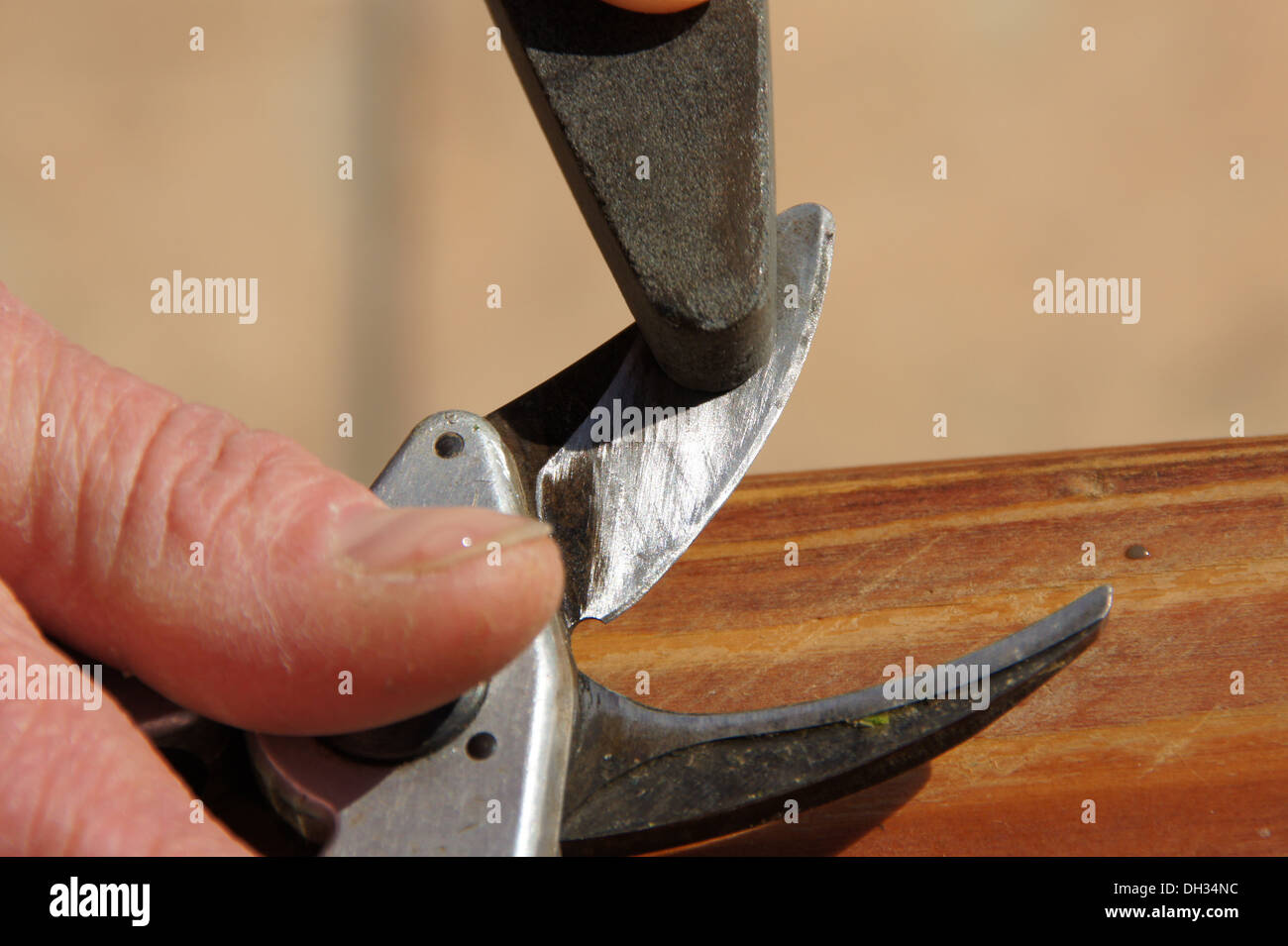 Wheting an Garden-Shear Stock Photo