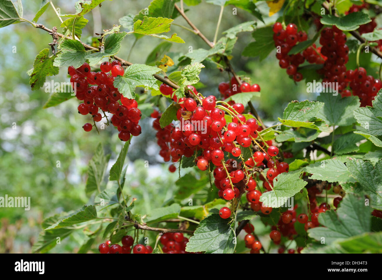 Red Currants Stock Photo