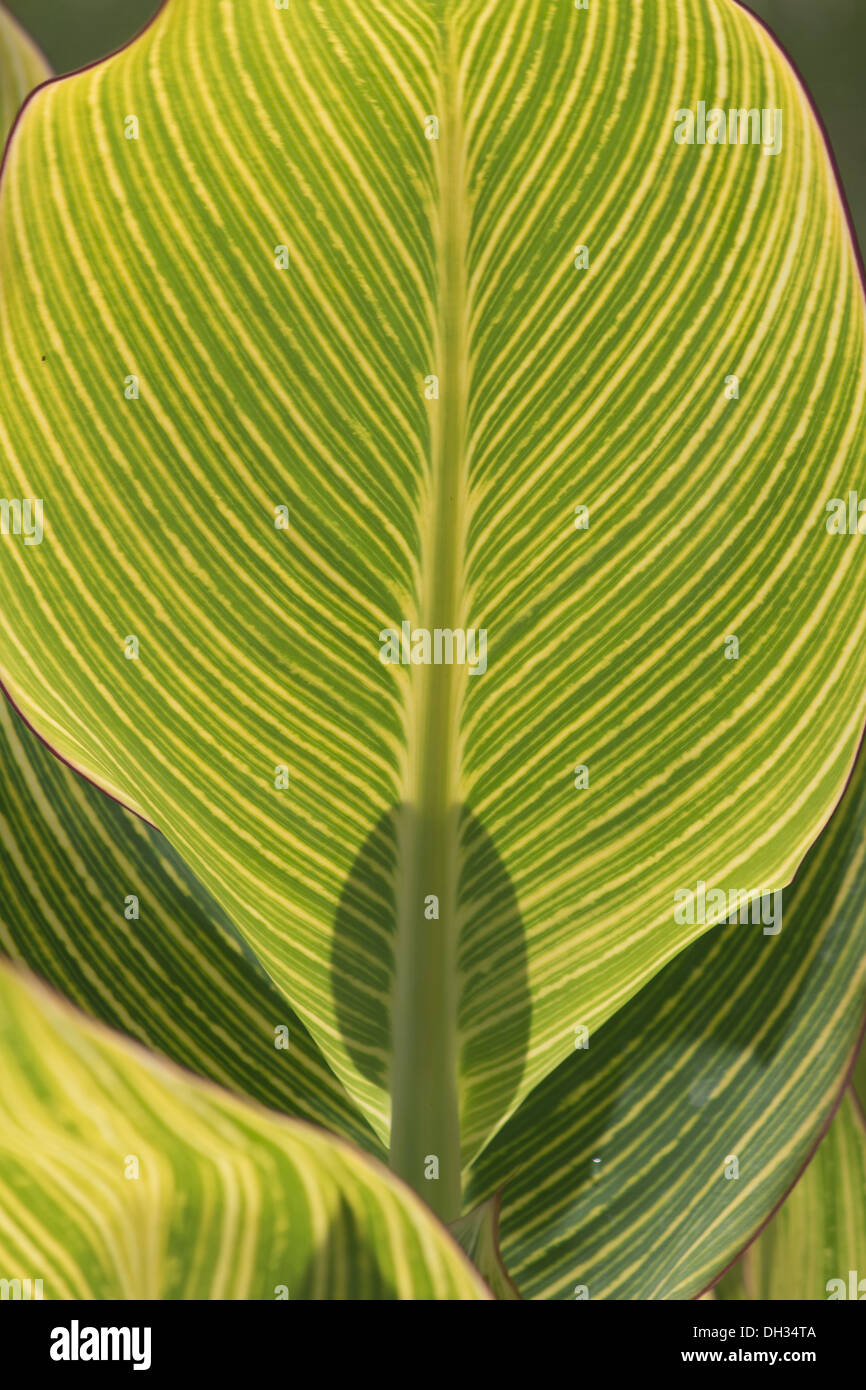 Canna Leaf Stock Photo