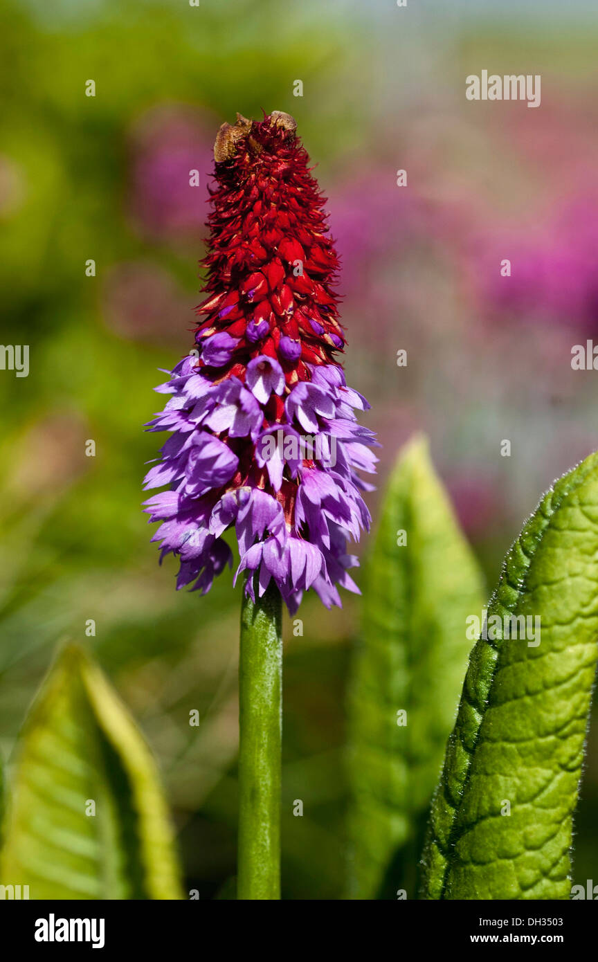 Primrose, Primula Vialii, red tipped pyramid of pink flowers growing in