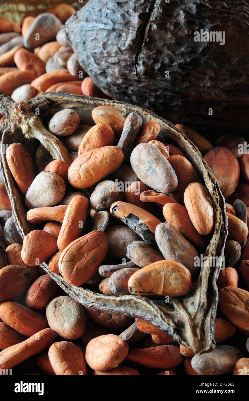 Cocoa bean, Theobroma cacao. Cocoa beans and pod. Mexico, Oaxaca, Stock Photo