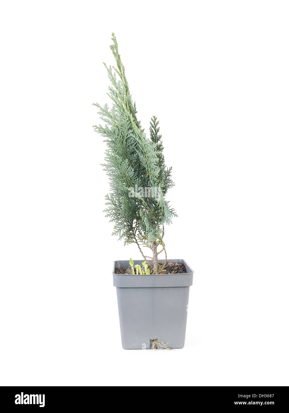 Potted thuja tree over white background Stock Photo