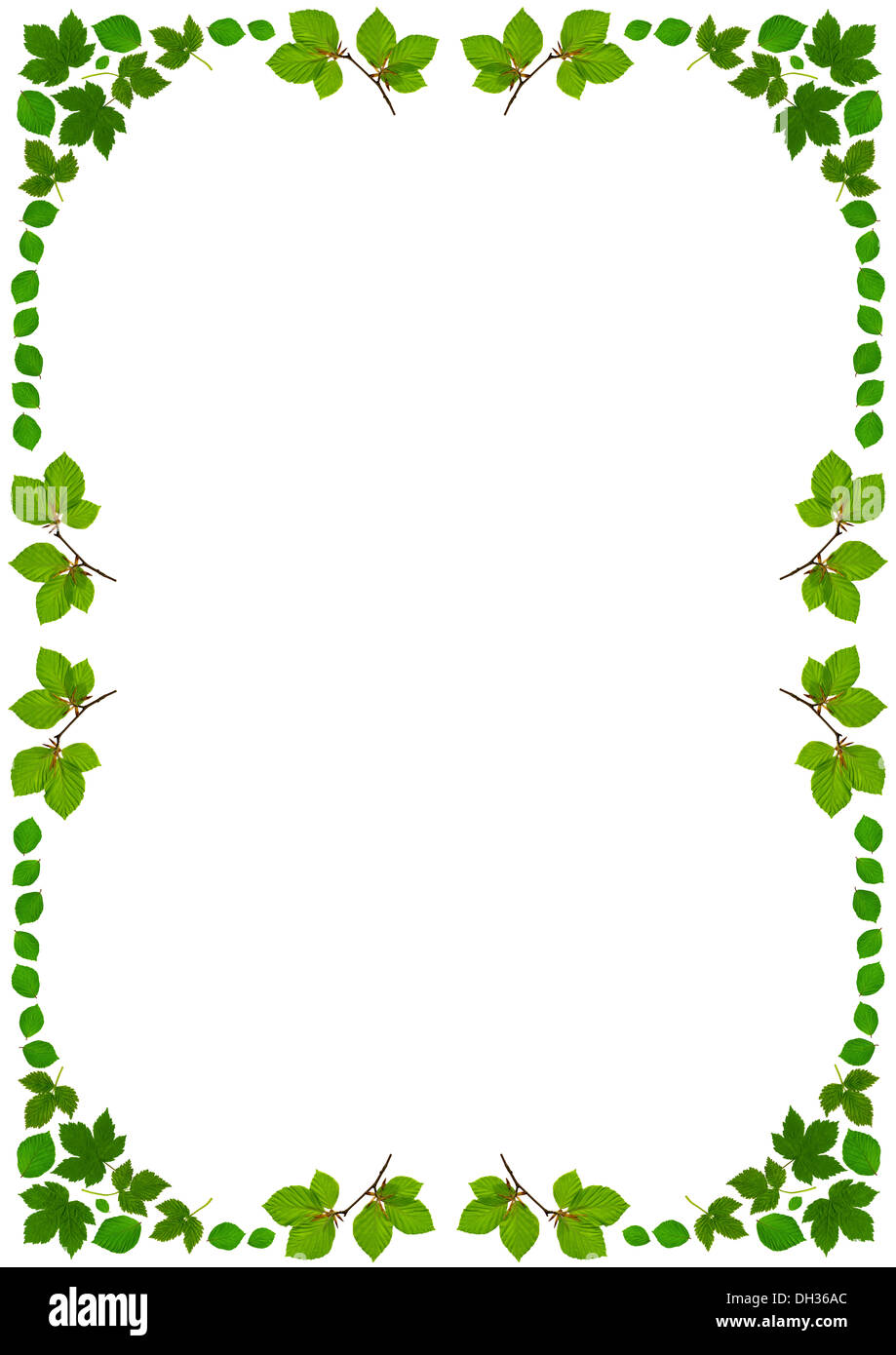frame with green beech leaves and branches Stock Photo