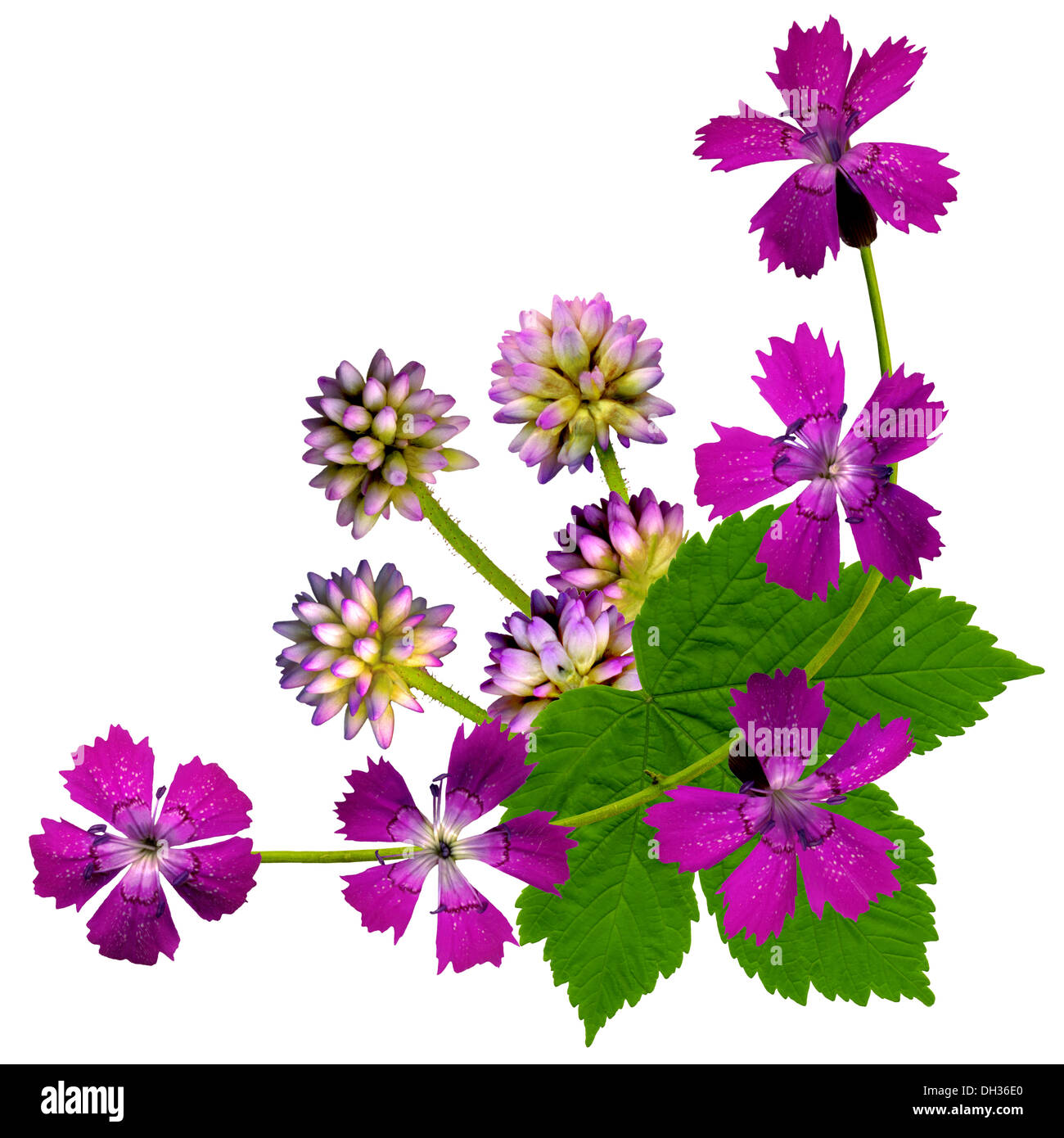 Corner with purple flowers Stock Photo Alamy