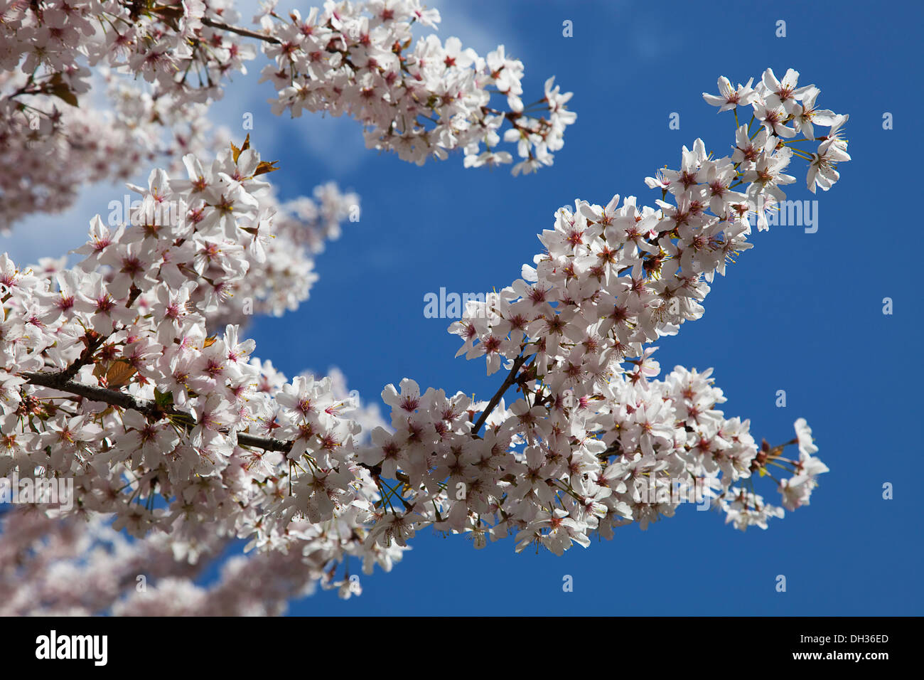 Apple tree, Malus domestica. Branches with massed, white blossoms against blue sky. England, West Sussex, Chichester. Stock Photo