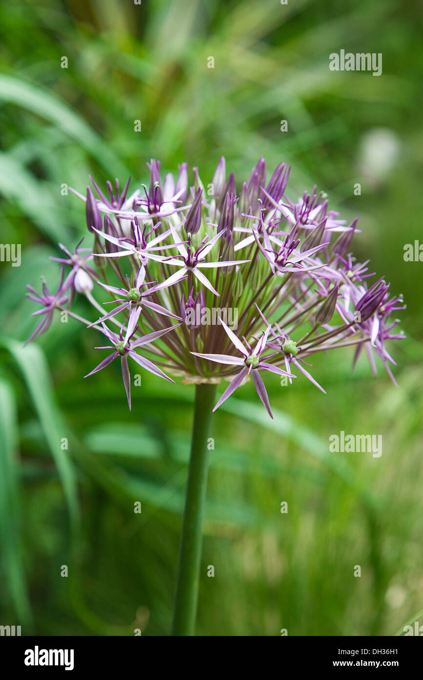 Allium christophii. Close view of spherical umbel of star shaped flowers. England, West Sussex, Chichester, Stock Photo