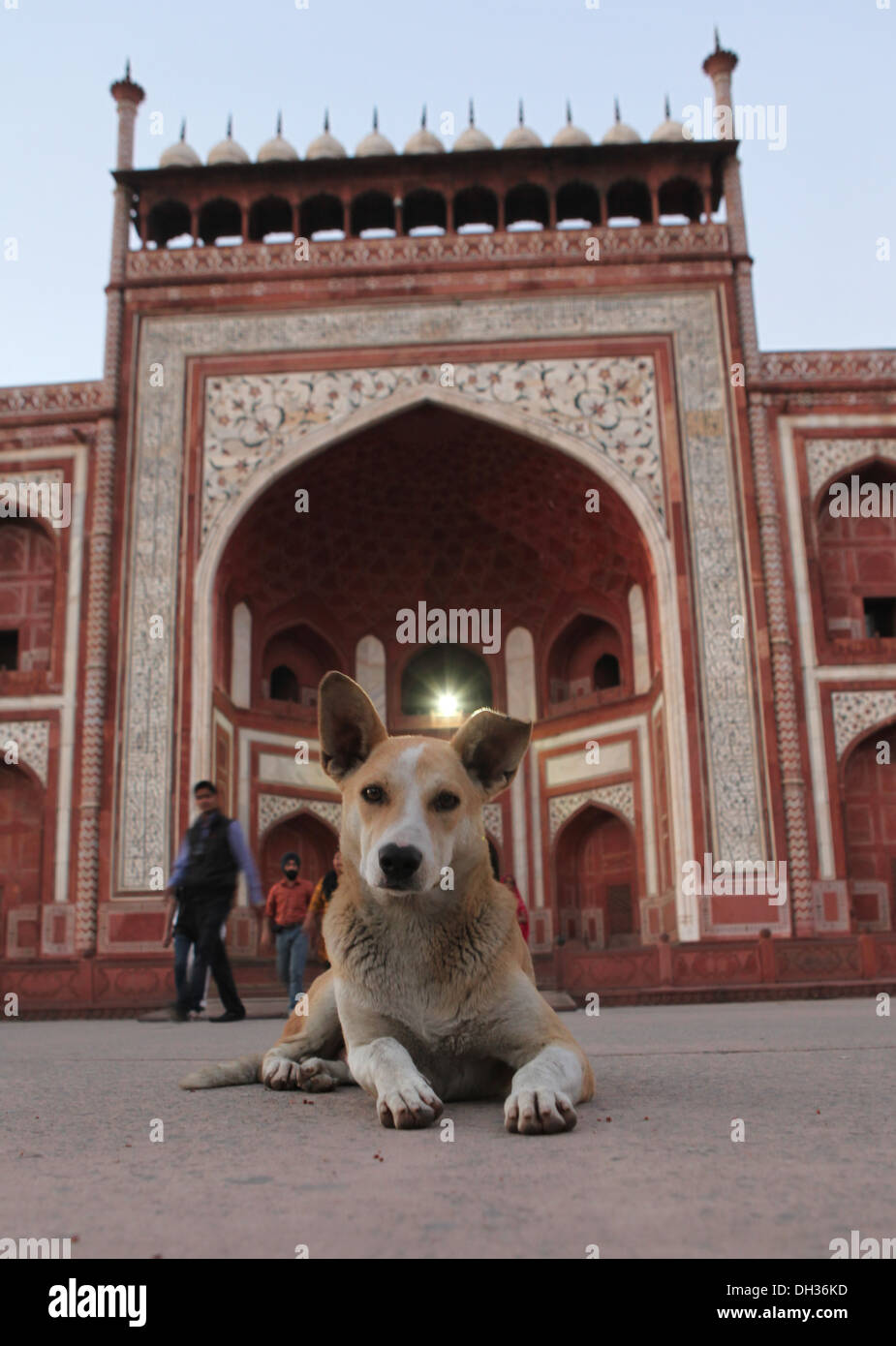 Dog in front of the entrance to the Taj Mahal, Agra, Uttar Pradesh, India, Asia Stock Photo