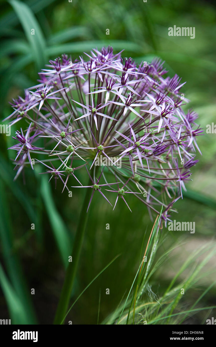 Allium christophii. Close view of spherical umbel of star shaped flowers. England, West Sussex, Chichester, Stock Photo