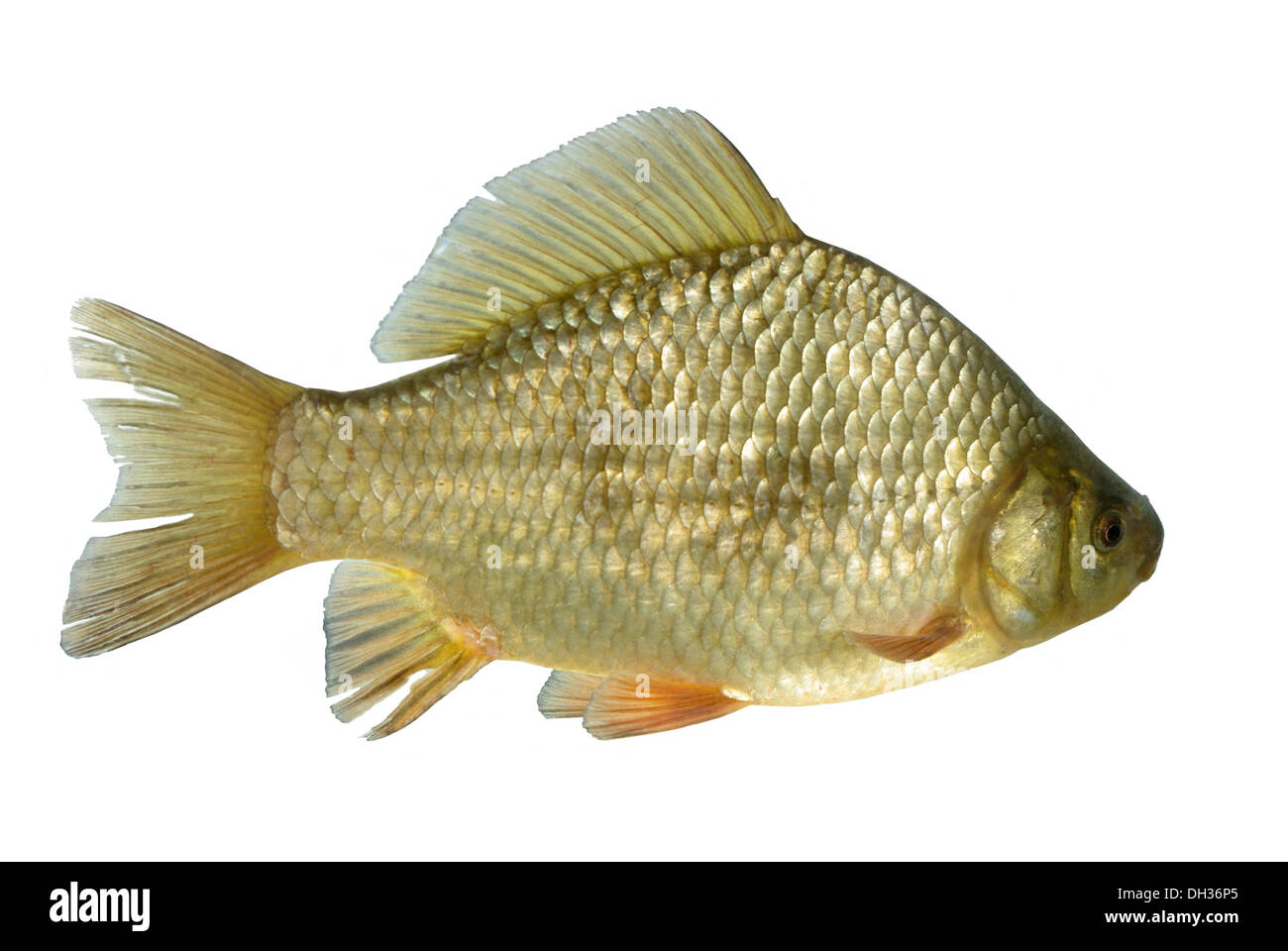 crucian carp on white background Stock Photo - Alamy