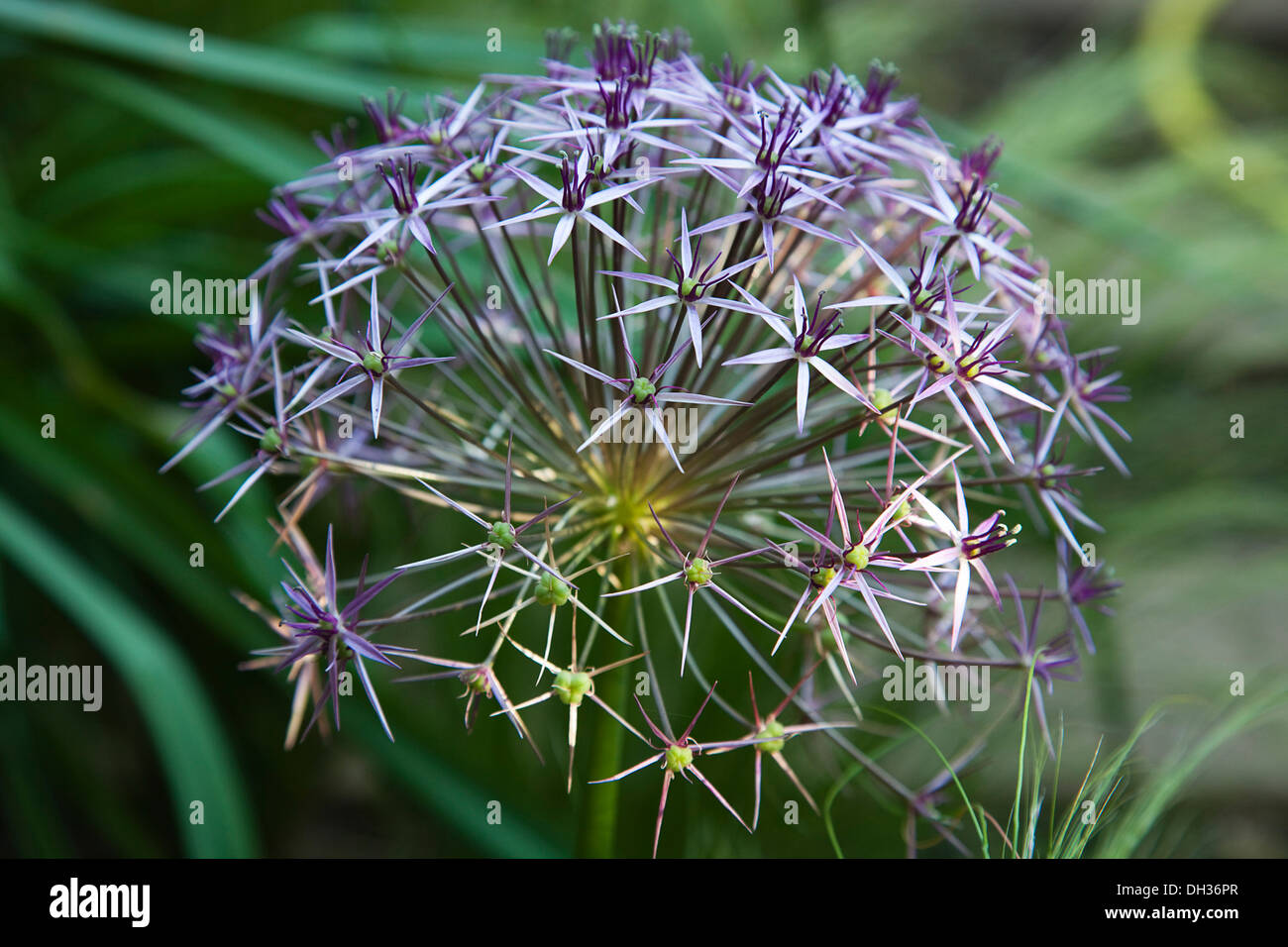 Allium christophii. Close cropped view of spherical umbel of star shaped flowers. England, West Sussex, Chichester, Stock Photo